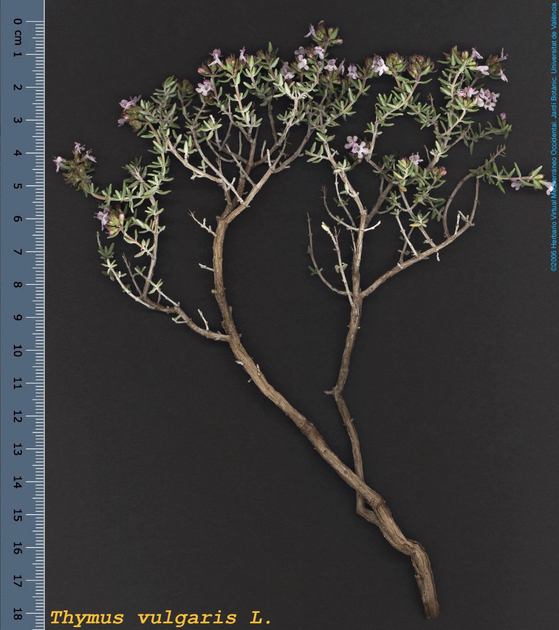 Mediterranean thyme (T. vulgaris) Obtained from Herbari virtual del Mediterrani Occidental